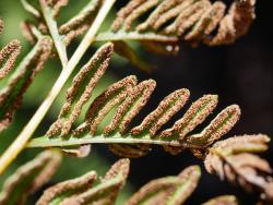 Pteris tremula. Abaxial surface of secondary pinnae showing marginal sori protected by inrolled lamina margins.
 Image: L.R. Perrie © Leon Perrie CC BY-NC 3.0 NZ